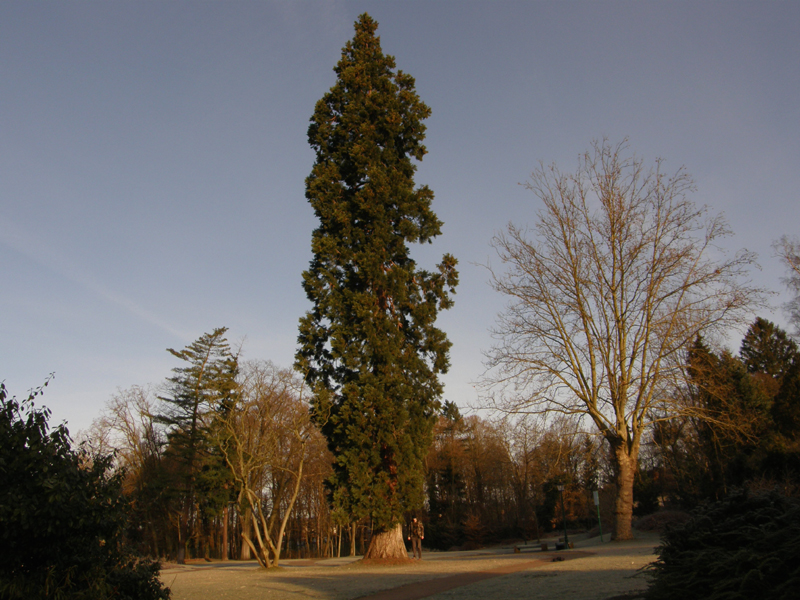 sequoiadendron giganteum, Sarreguemines © Régis André