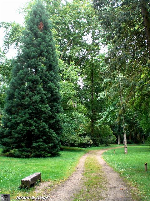 Jeune séquoia dans l'arboretum de Châteauneuf