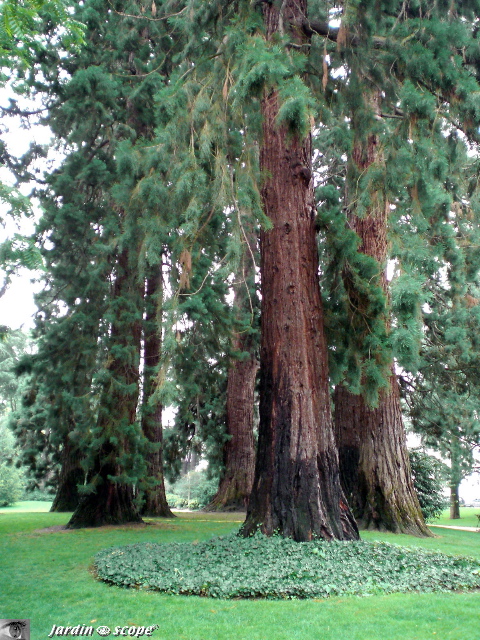 Sequoias gants, Jardin des Prbendes d'O, Tours