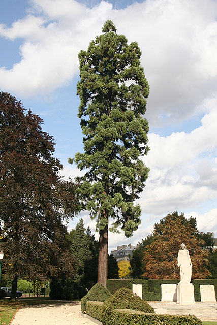 Séquoia géant  Vincennes ©Stéphane Sudre
