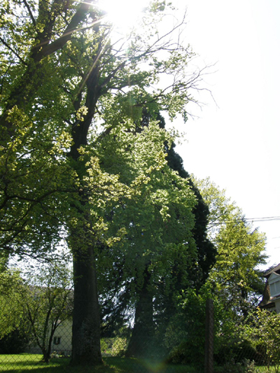 Sequoiadendron giganteum © Régis André