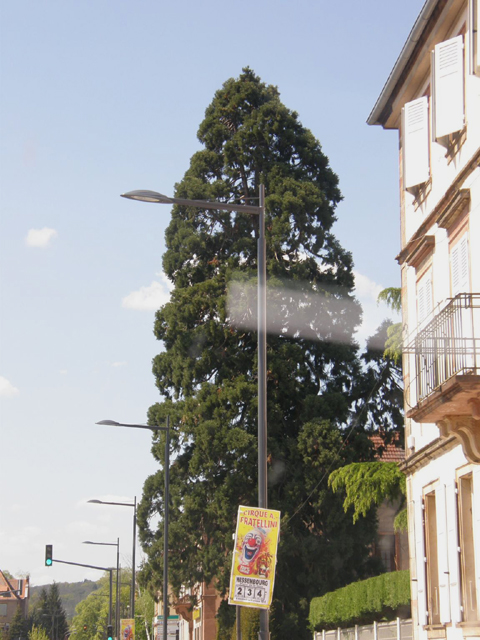 Séquoia géant, Avenue de la Gare © Régis André