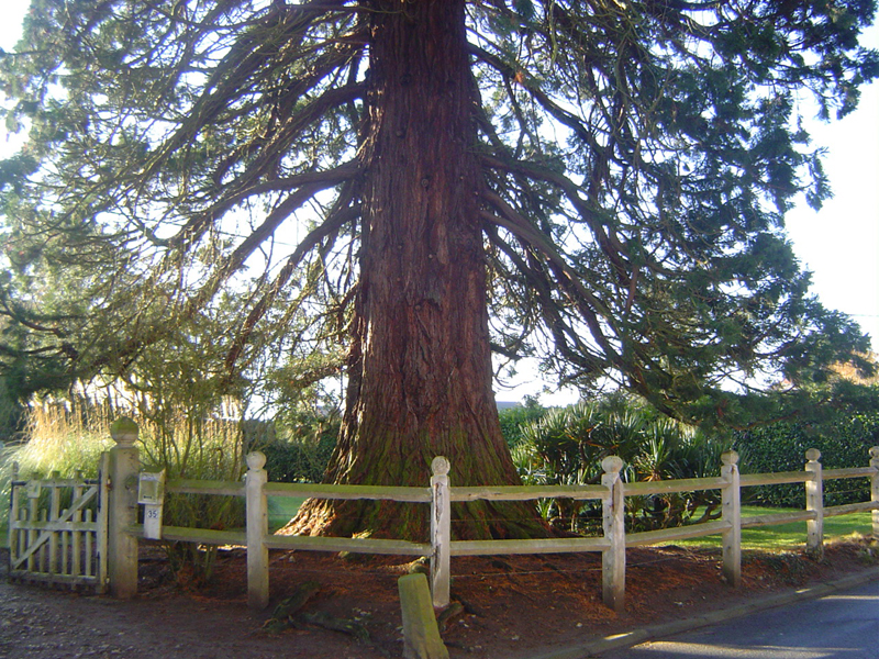 Séquoia géant à Berthouville © Eric Touya