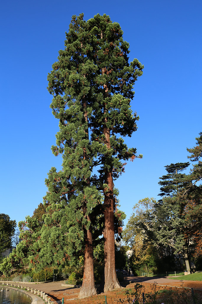 Deux séquoias géants sur les berges de la Mare Saint-James © Stéphane Sudre