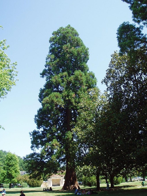 Séquoia géant  de 7m de tour à Brantôme