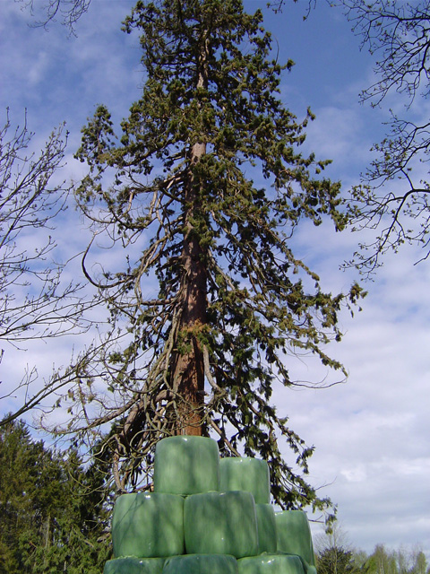 Séquoia géant à Campigny © Eric Touya