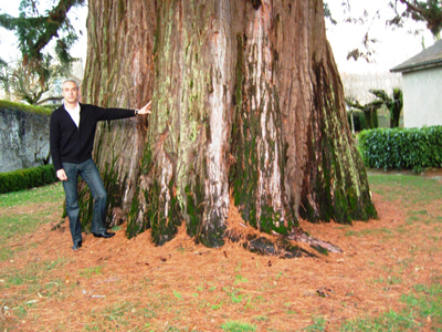 Le séquoia de Chalus, le plus gros des séquoias de France (et d'Europe)