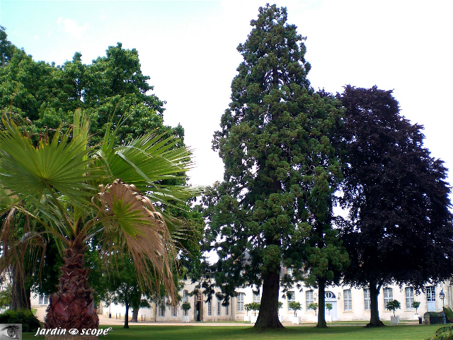 Etonnant voisinage: palmier et séquoia géant à Châteauneuf-sur-Loire © Le Jardinoscope