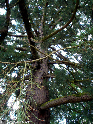 tronc de séquoia géant © Le Jardinoscope