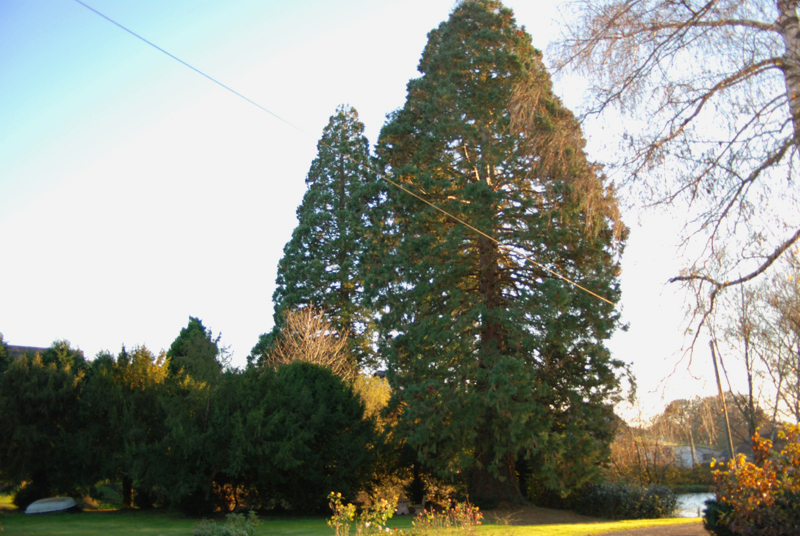 Les deux séquoias géants au lieu-dit "Le Pouyau".