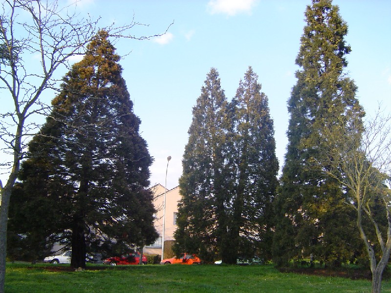 Séquoias géants rue Salvador Allende à Dreux 