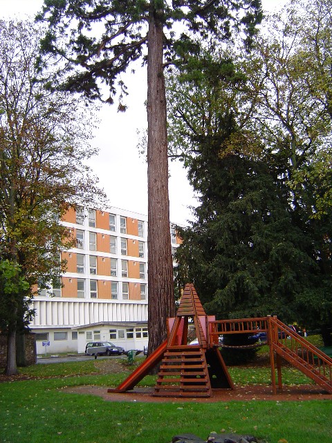 Séquoia géant centre hospitalier 