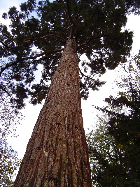 Séquoia géant à Evreux