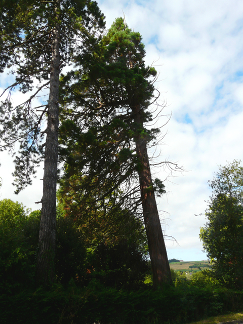 Séquoia géant et pin à Fécamp © Marc Meyer