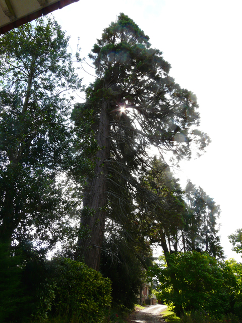 Séquoia géant, Fécamp © Marc Meyer