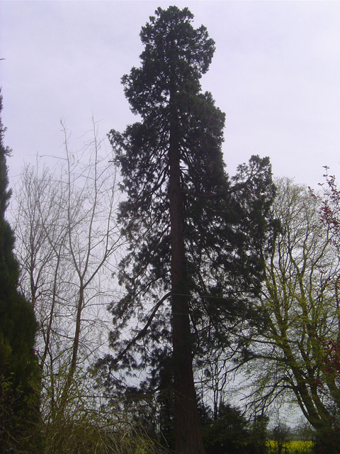 Séquoia géant à Fontaine-la-Louvet © Eric Touya