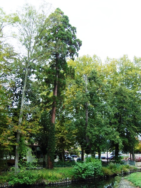 Séquoia géant au Parc de Cayac
