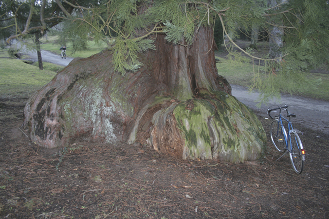 séquoia géant à Guebwiller en Alsace © Régis André