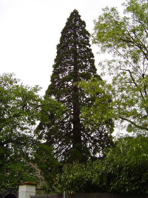 Séquoia géant à la Celle St Cloud