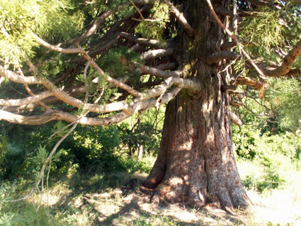 Tronc de séquoia géant  à Lardiers © Claude Mesnil