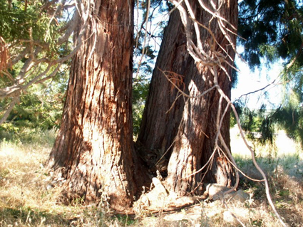 Troncs de séquoias géants jumeaux © Claude Mesnil