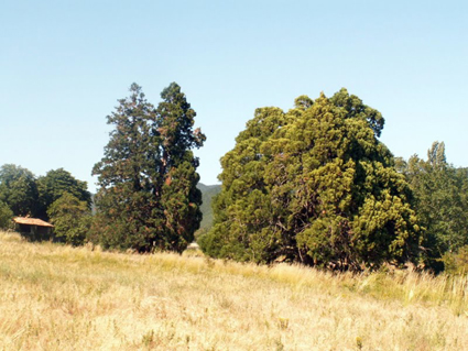 Séquoias géants  à Lardiers © Claude Mesnil