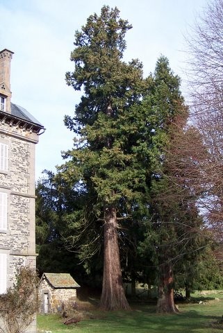 Séquoia géant au château de Vernières (Cantal)