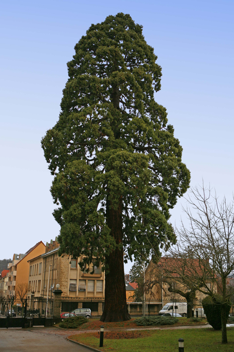 Séquoia géant à Lons-le-Saunier © G & JP Lerch
