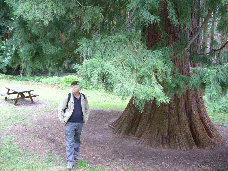 Séquoia géant à Kappelbronn © Daan Dokter