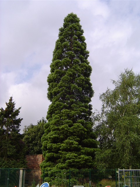 Séquoia géant à Mantes © Eric Touya