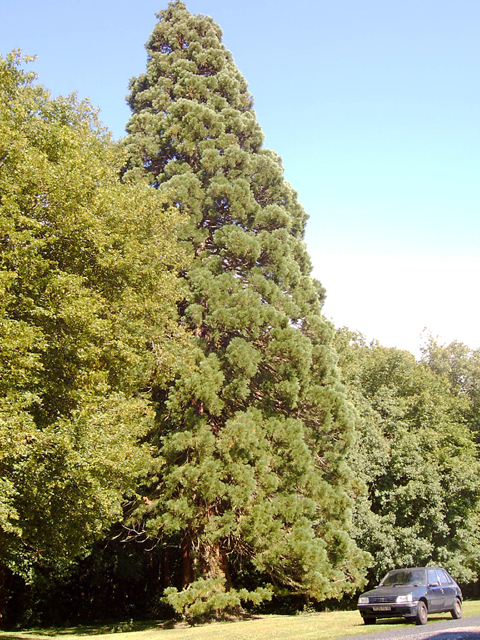 Séquoia à Mareuil-sur-Arnon