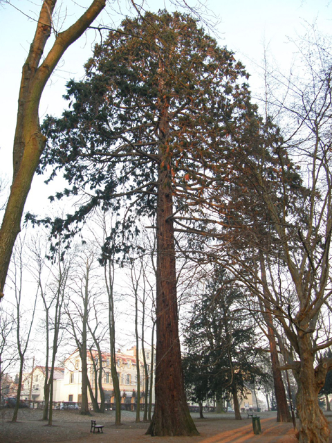 Séquoia géant à Metz © Régis André