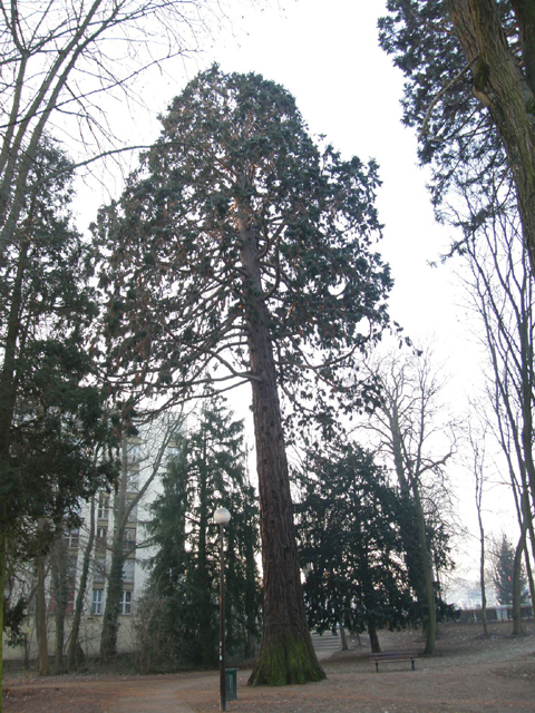 Séquoia géant à Metz © Régis André