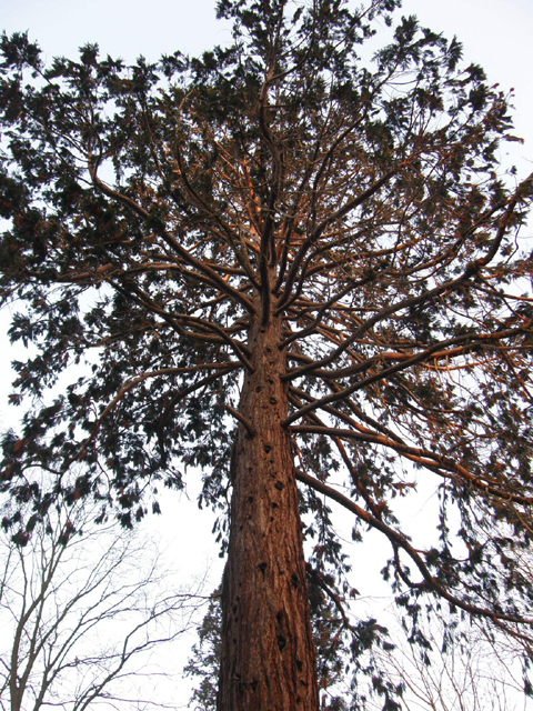 Séquoia géant du Square Simon-Louis Frères © Régis André