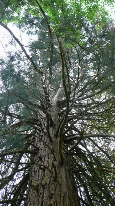 Tronc de séquoia géant © Han van Meegeren