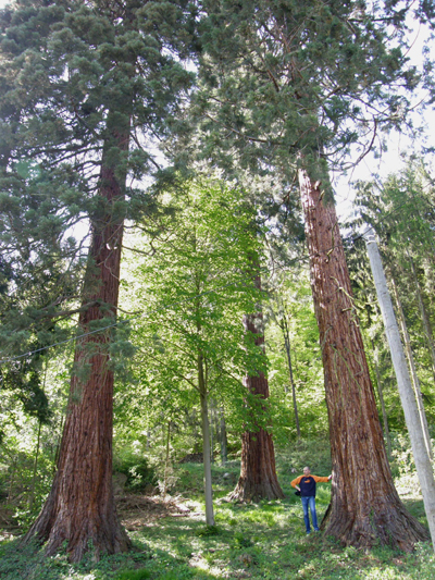 Superbes séquoias de Niederbronn © Régis André