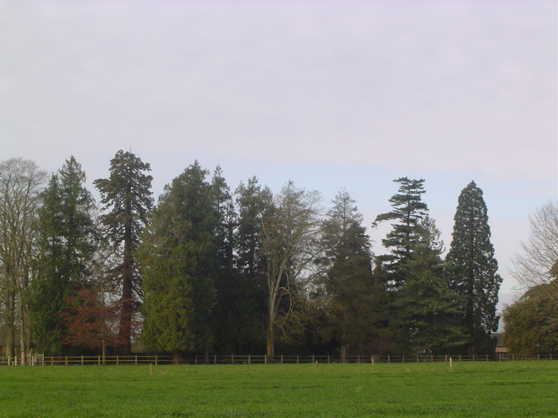 Séquoias géants aux Abesses, Piencourt (27) © Eric Touya