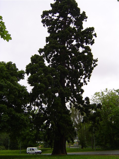 Séquoia géant à Rocquencourt