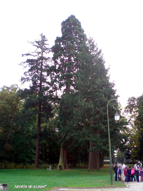 Superbe séquoia de 41m de hauteur
