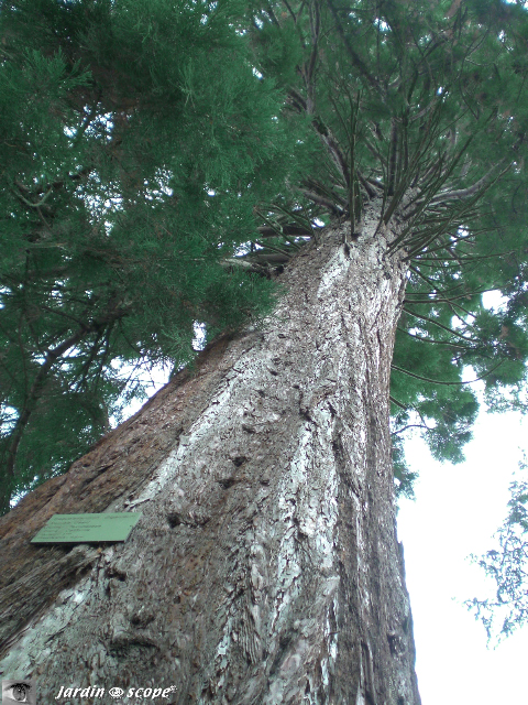 Perspective séquoia