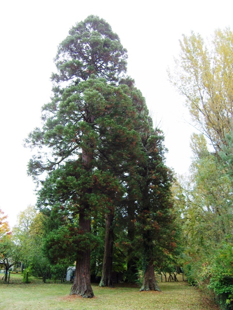 Ancien alignement de séquoias