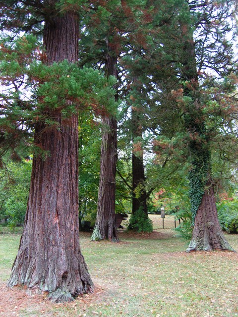 Sept séquoias géants au total dans ce groupe.
