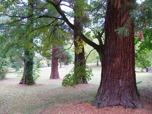 Séquoias géants à Sainte-Eulalie