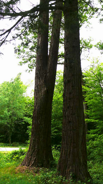 Troncs de séquoias géants à Senonches © Han van Meegeren