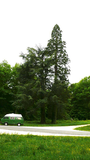 Séquoia géant, Senonches © Han van Meegeren
