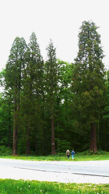 Séquoias géants au Rond de Monsieur © Han van Meegeren