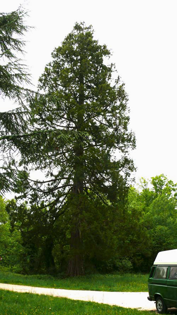 Séquoia géant © Han van Meegeren
