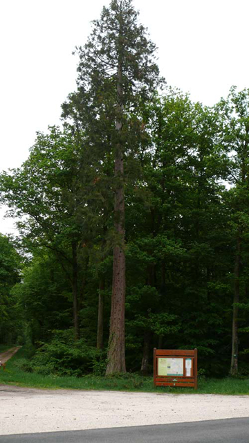 Séquoia géant © Han van Meegeren