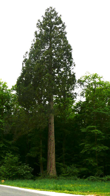Séquoia géant au Rond de Monsieur © Han van Meegeren
