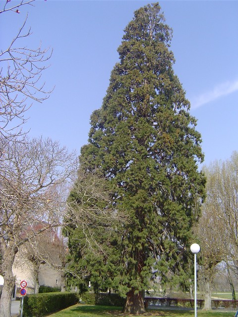 Séquoia géant à Sully sur Loire